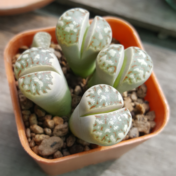 Cactus piedra: cuidados, características y consejos para mantener en buen estado la suculenta más exótica 