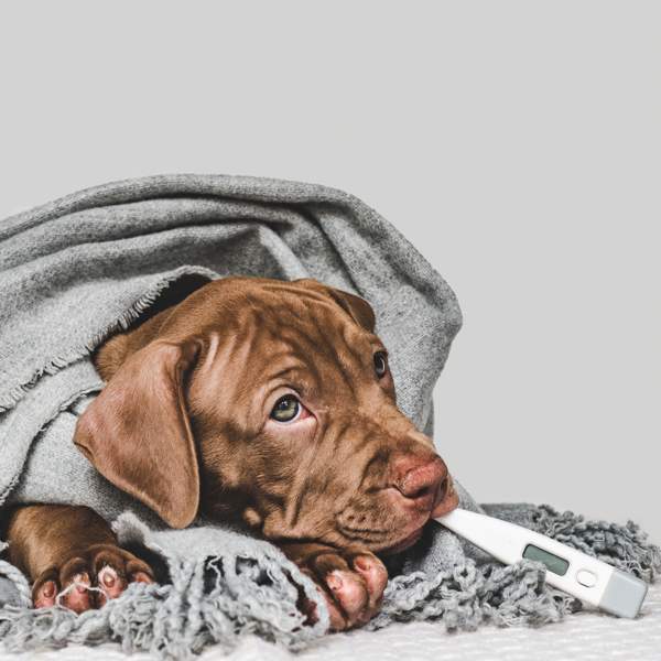 Gripe en perros: cómo detectarla, síntomas y tratamiento de la mano de una experta veterinaria