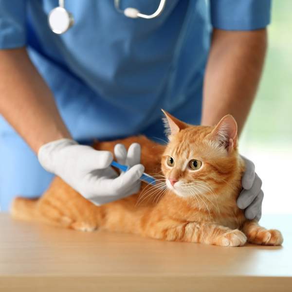 ¿Qué vacunas necesita un gato? Calendario de vacunación