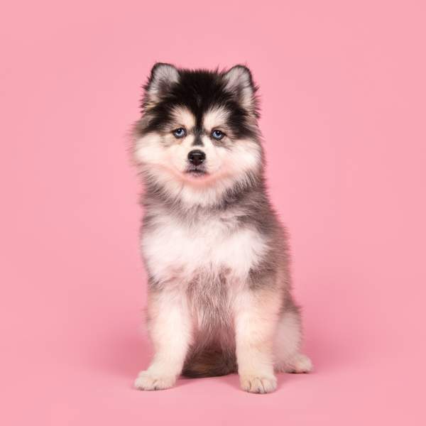 Pomsky: la raza de perros que surgió del cruce entre un pomerania y un husky siberiano