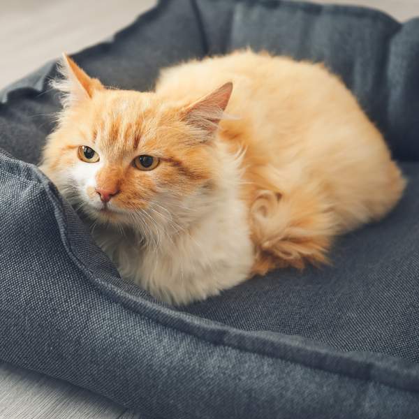 ¿Por qué los gatos esconden sus patas bajo el cuerpo?