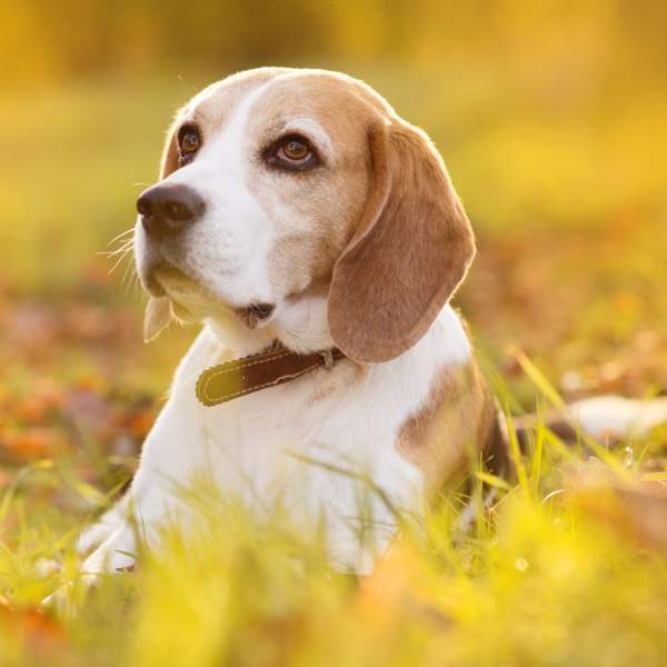 Perros con orejas largas: las 15 razas más conocidas