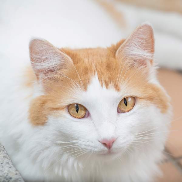 Gato Van turco: una raza de gatos milenaria de origen armenio