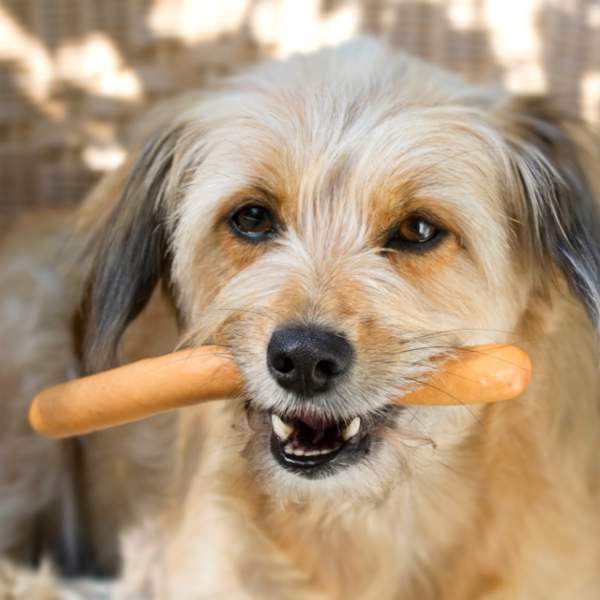 ¿Los perros pueden comer salchichas? Te desvelamos el secreto a continuación