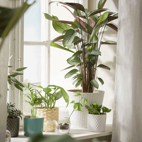 Mis plantas se morían hasta que encontré estas 4 resistentes y bonitas en IKEA (desde 1,49 €)