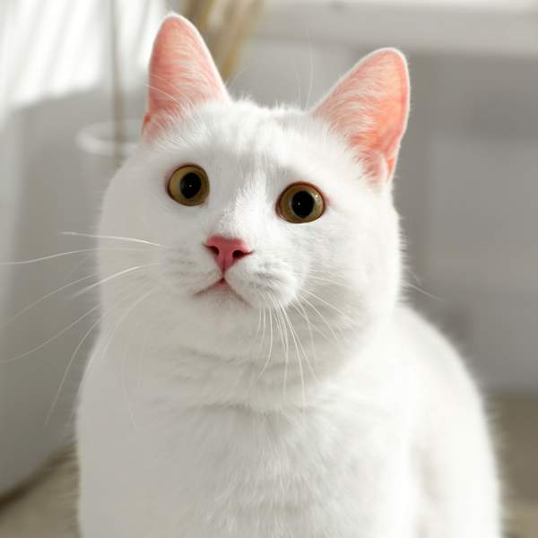 Khao manee, el gato de Bangkok que también se conoce como 'ojo de diamante'