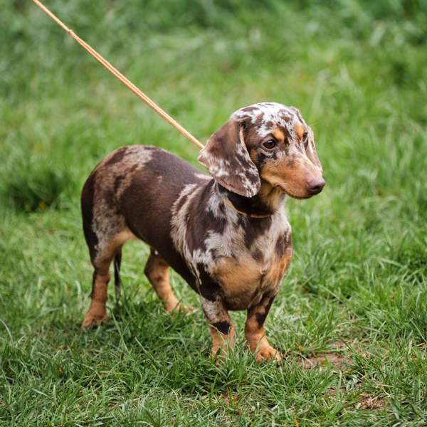 Teckel arlequín: un precioso perro salchicha con el pelo cubierto de manchas 