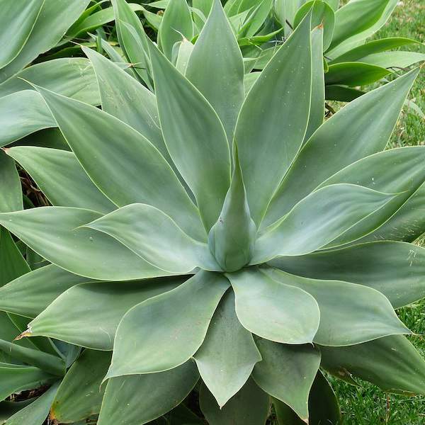Agave: todo lo que debes saber sobre esta planta suculenta perfecta para principiantes en jardinería