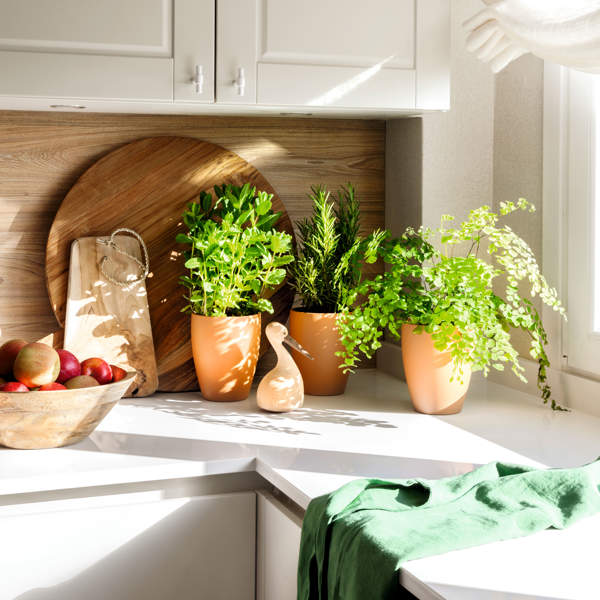 Las 5 plantas aromáticas para la cocina más buscadas: fáciles de cuidar, buenas para cocinar y desprenden buen olor