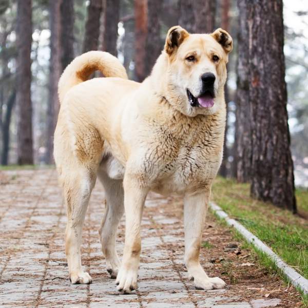 Alabai o pastor de Asia Central: una antigua raza de perros gigantes criados en la montaña